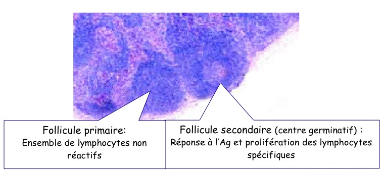 follicule