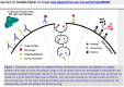 immunotoxines