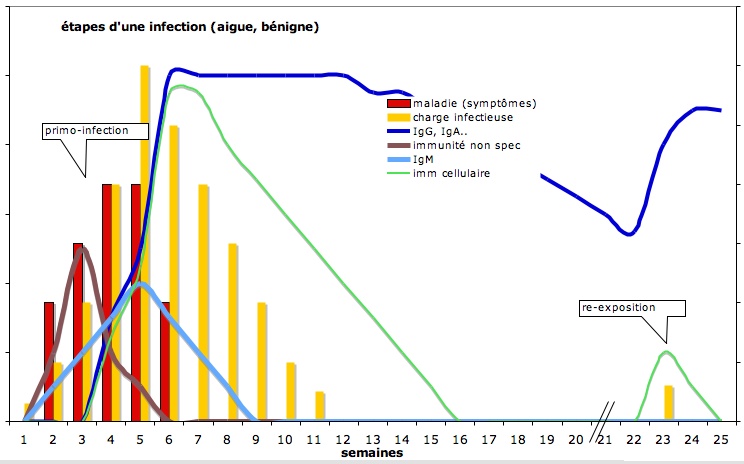 dynamique immunité anti-infectieuse